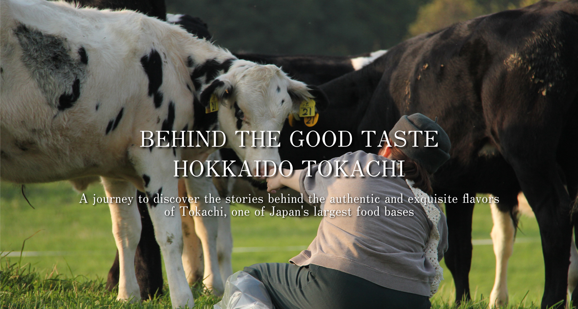 interacting with cows